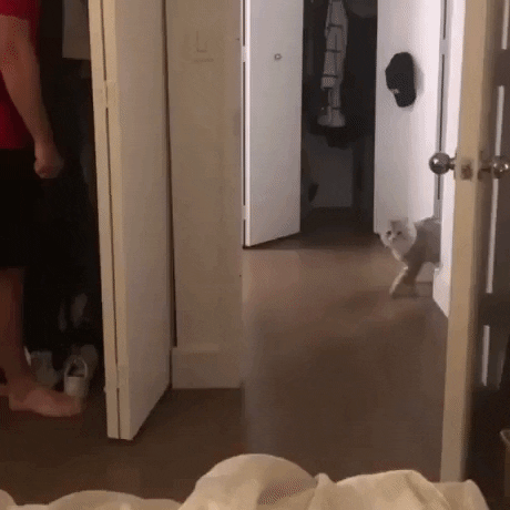 Hide and seek with cat in cat gifs
