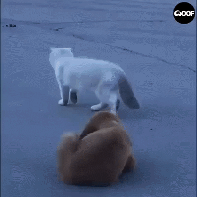 CIA Dog watching you in animals gifs