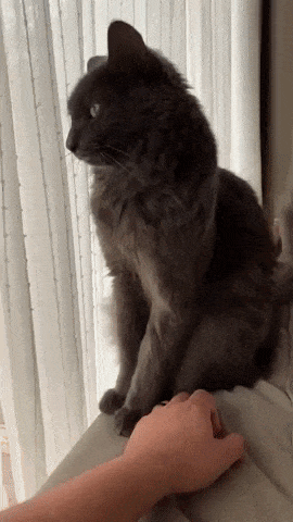 Hands off please in cat gifs