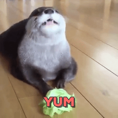Otter Eating GIFs - Find & Share on GIPHY