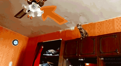 Cat Karma Gif Find Share On Giphy