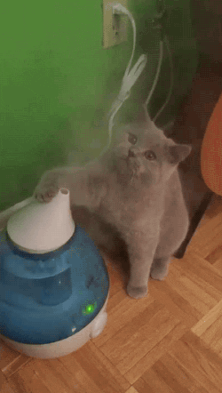 Cat Humidifier GIF