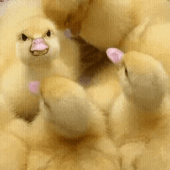 giphy.gif