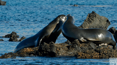 Sea Lions Chat GIF by BBC America - Find & Share on GIPHY