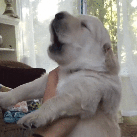 https://media.giphy.com/media/XoWUvjjhdBcBi/giphy.gif