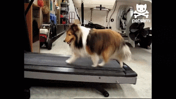 Workout Lassie GIF