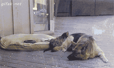 One of the cute German shepherd puppies annoys his/her mother