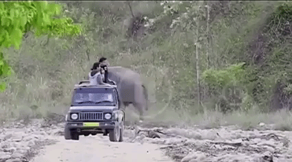 Just a prank in animals gifs