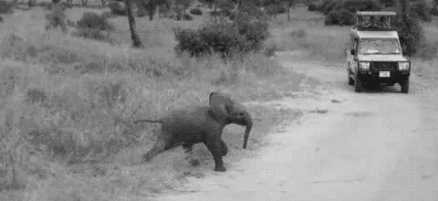 Un petit éléphant qui traverse un chemin en Afrique du Sud. 