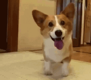 Image result for dog excited gif