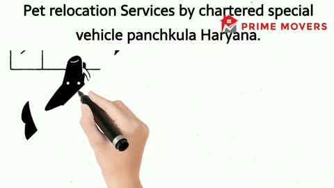 Pet transport service Panchkula
