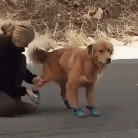 Got new boots in dog gifs