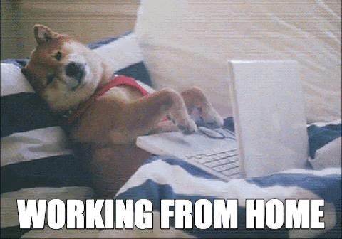 A shiba inu reclines on the couch, tapping on a laptop. The caption is "Working from home."