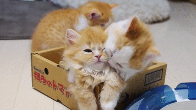  cat cats box kittens GIF