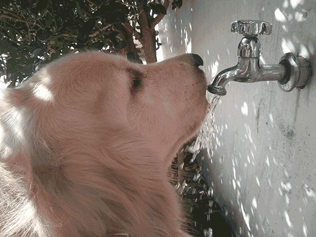 Rabbit Drinking Water S Find And Share On Giphy