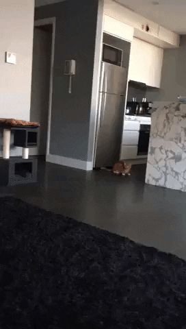 Cats are weird in cat gifs