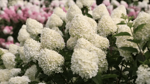 Living Creations GIF