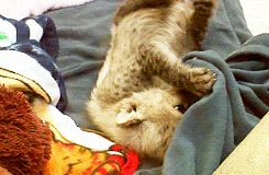 baby cheetah blanket