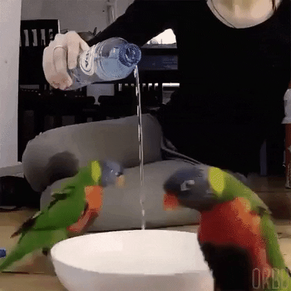 They love water in funny gifs
