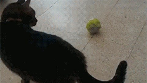 Catto playing with ball