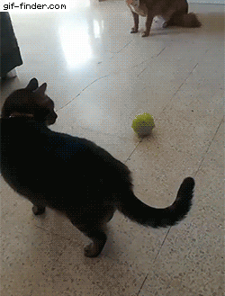 Catto playing with ball in cat gifs