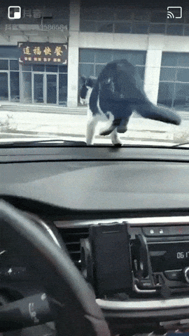 Get off the car mr cat in cat gifs
