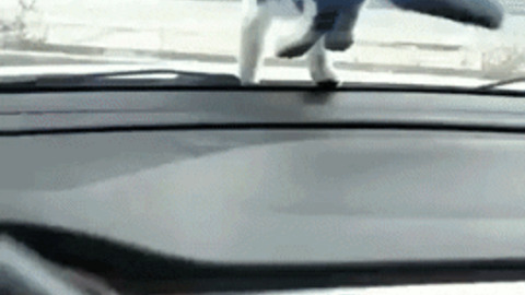 Get off the car mr cat