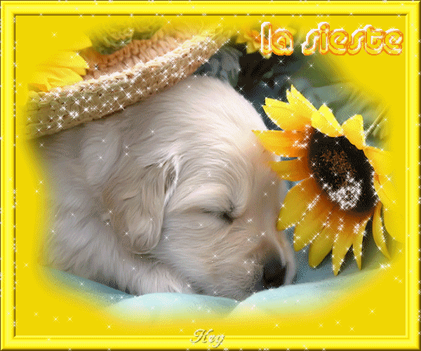 Golden Retriever GIF Find & Share on GIPHY