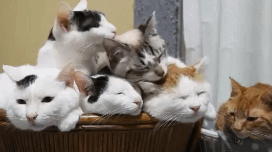 Cats Lick GIF - Find & Share on GIPHY