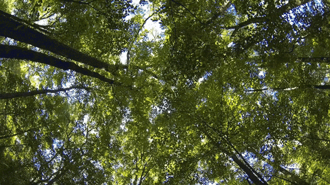 forest breathing