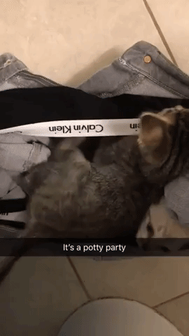 Potty party in cat gifs