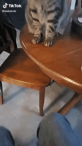 Not on the table hooman in cat gifs