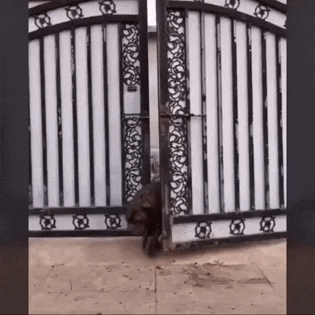 Dog walker of the year in funny gifs