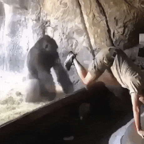 Gorilla handstand in wow gifs