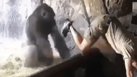 Gorilla handstand