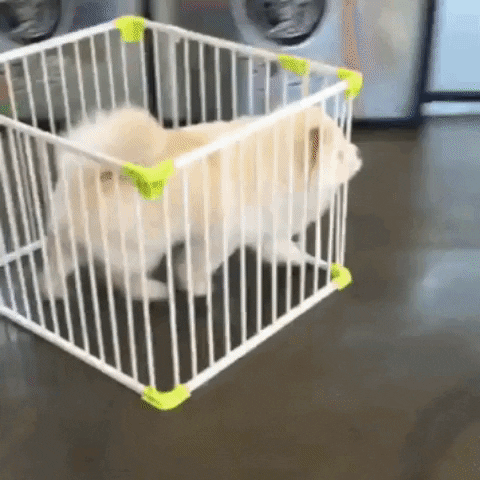 Fluffy Dog in a Cage Running Away