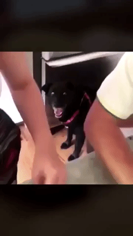 https://media.giphy.com/media/Y4ve6BxStWPsTNK5cO/giphy.gif