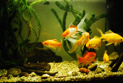 Fish Tank GIF  Find \u0026 Share on GIPHY