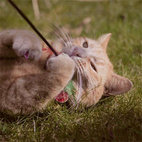 Cat Orange GIF Find & Share on GIPHY