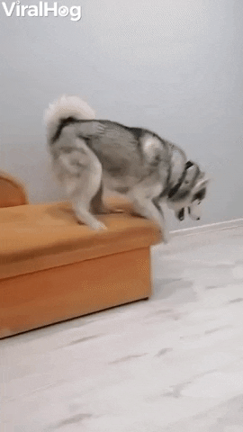 giphy.gif