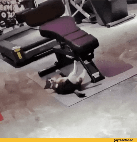 Gym boi in cat gifs