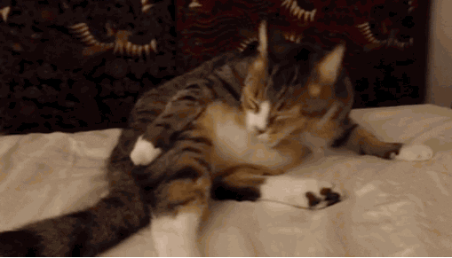 Relaxed Pussy Cat Gif Relaxed Pussy Cat Gif