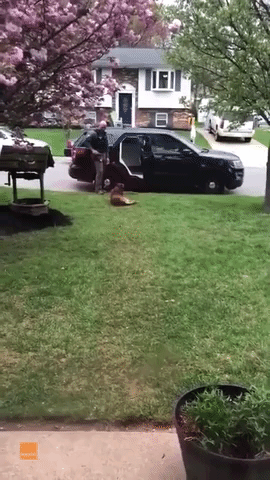 Jango, a K-9 officer with the Annue Arundel Sheriff's Office in Maryland, felt like playing hooky last week. In an act of civil disobedience, he flopped down on the grass in front of his handler's home and refused the deputy's commands to get into the back seat.