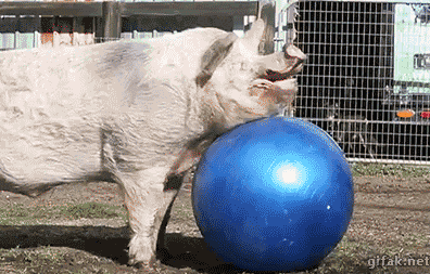 giphy.gif