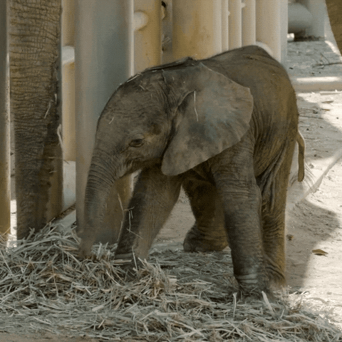 Happy Baby Animals GIF by San Diego Zoo - Find & Share on GIPHY