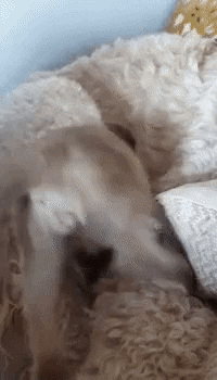 Comfy place in dog gifs