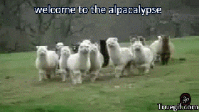 alpacaarmy