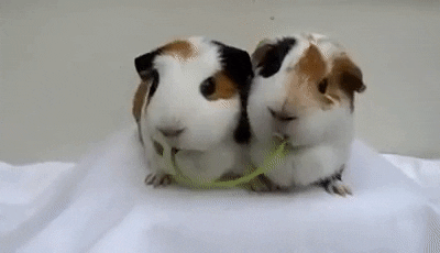 Guinea Pig Kiss GIF - Find & Share on GIPHY