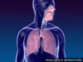 Respiratory GIFs Find Share on GIPHY