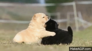 cutest gif find share on giphy